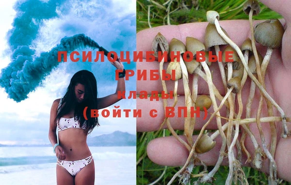 PSILOCYBIN Алзамай